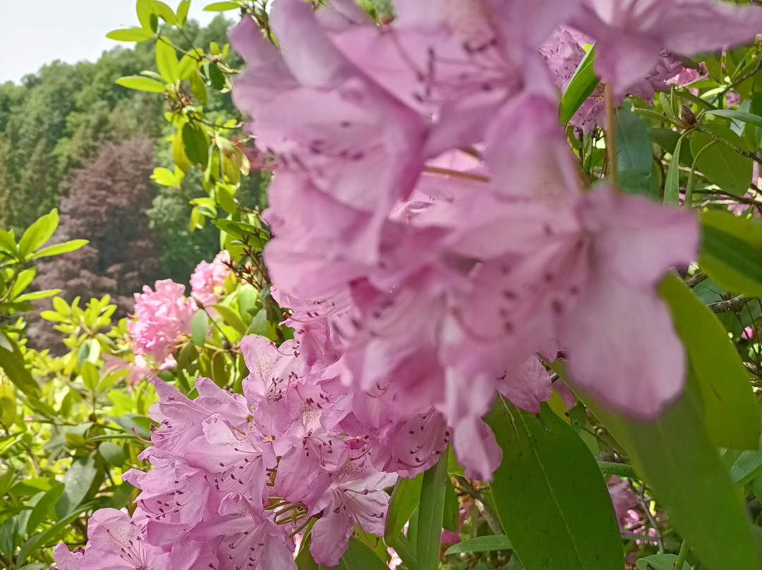 Conca dei Rododendri-Trivero必去景点