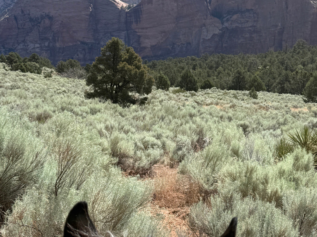 Canyon Trail Rides-锡安国家公园必去景点