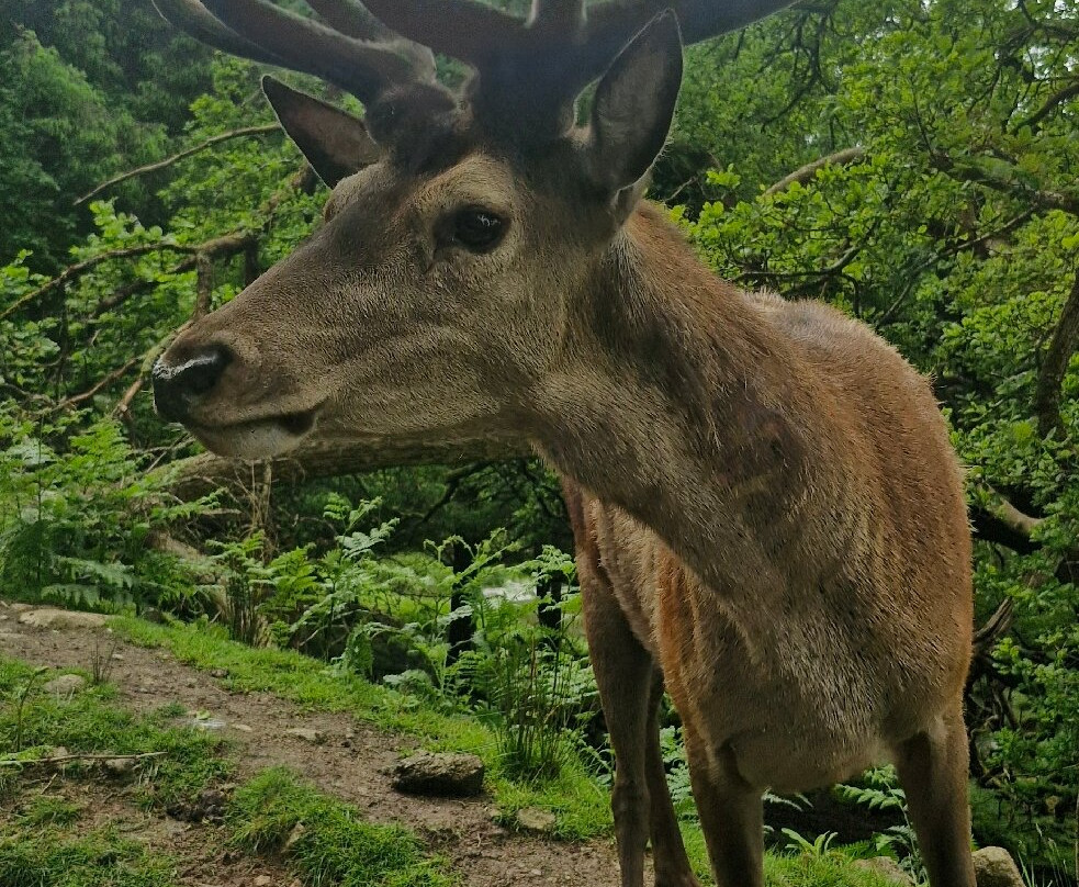 Bainloch Deer Park-Dalbeattie必去景点