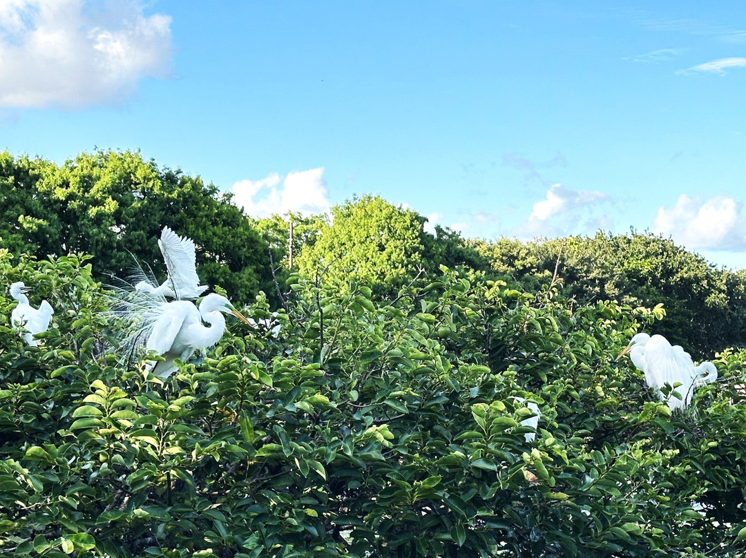 Wakodahatchee Wetlands-德拉海滩必去景点