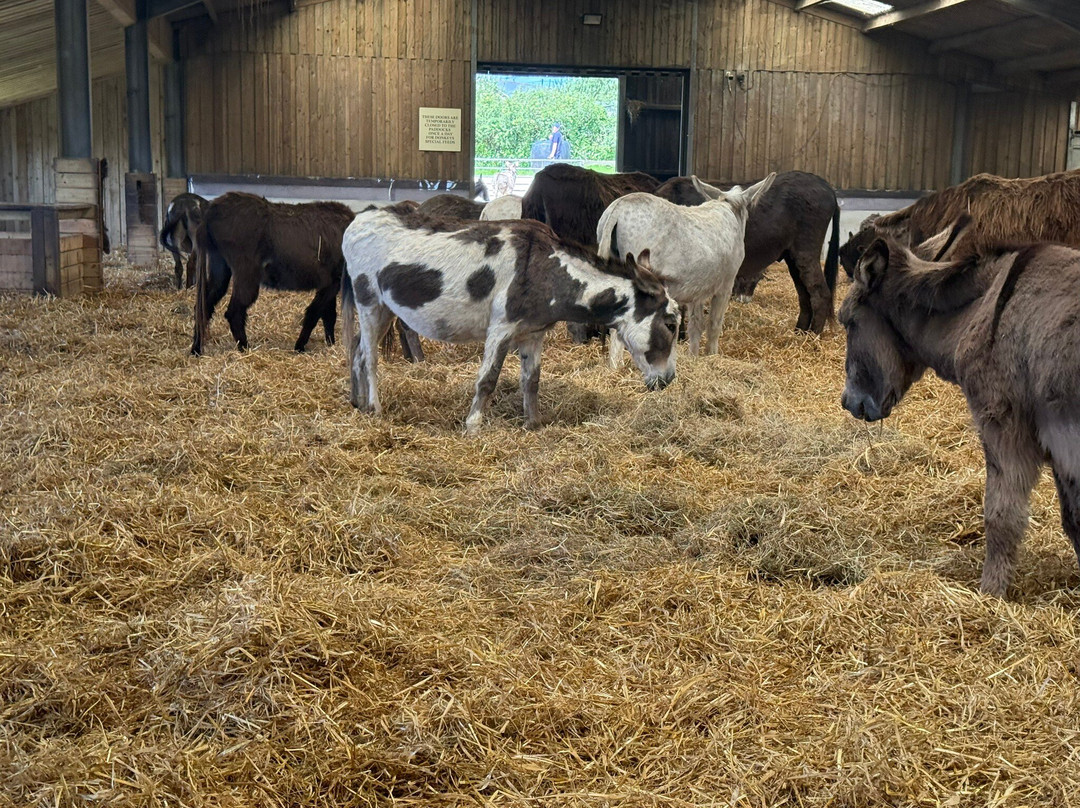 The Flicka Foundation - Donkey Sanctuary-Penryn必去景点