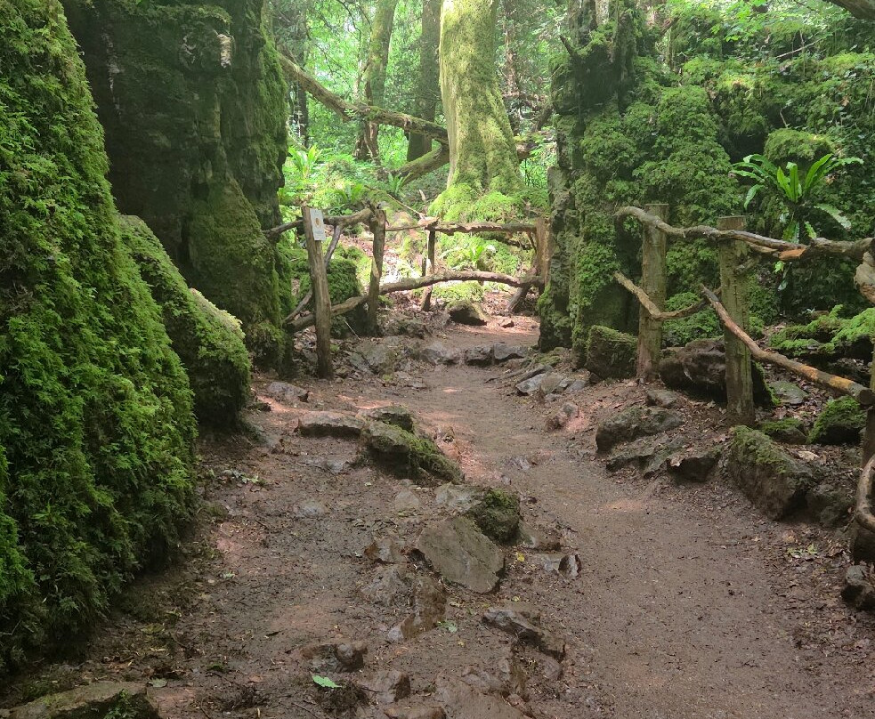 Puzzlewood-Coleford必去景点
