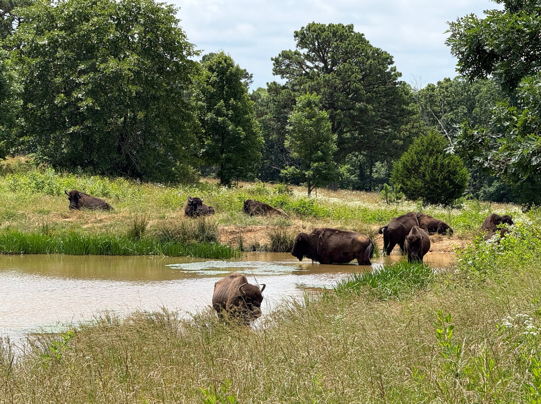 Wilderness Rider Buffalo Ranch & Adventure Park-Kingston必去景点