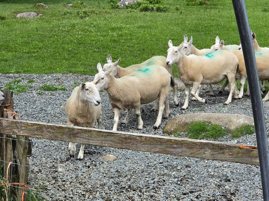 Cullen's Sheep Farm-拉腊必去景点