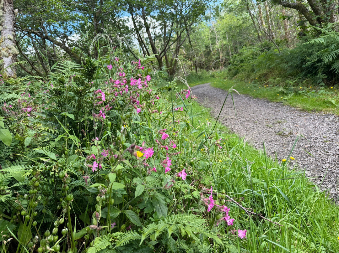 Benbulben Forest Walk-Drumcliff必去景点