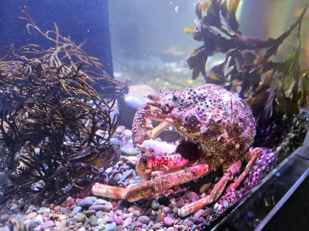 Oceans of Discovery Experience-克罗斯黑文必去景点