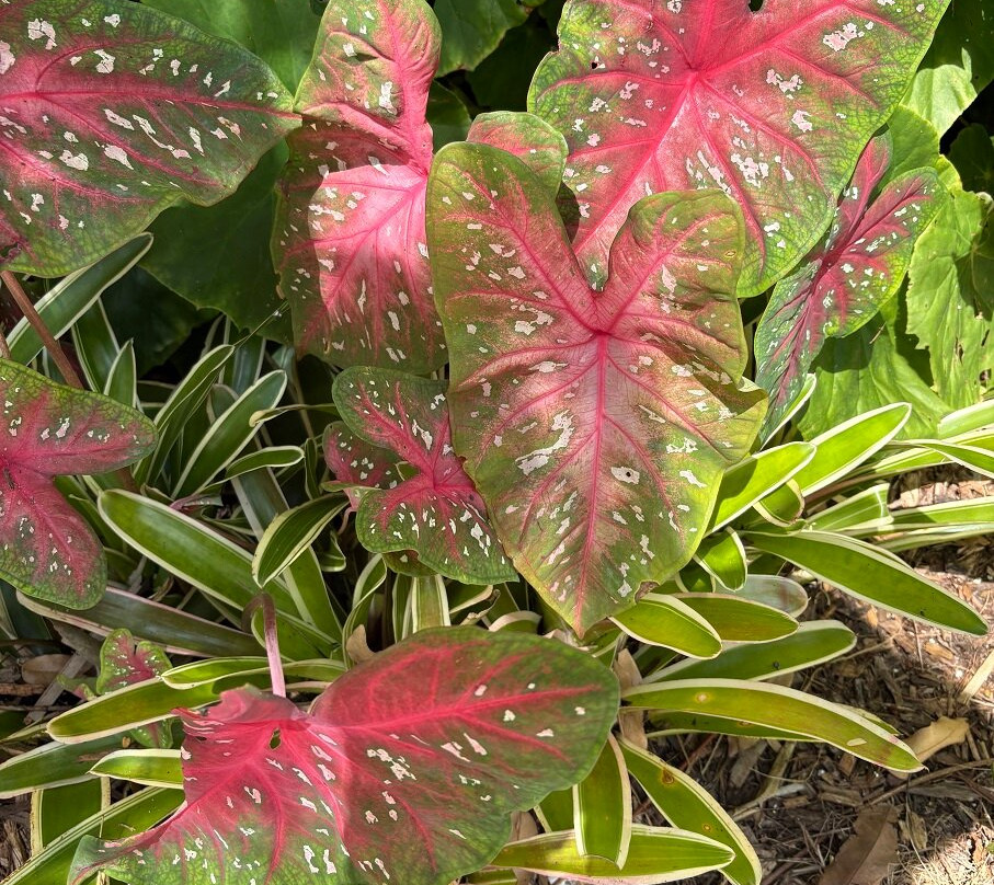 Naples Botanical Garden-那不勒斯必去景点