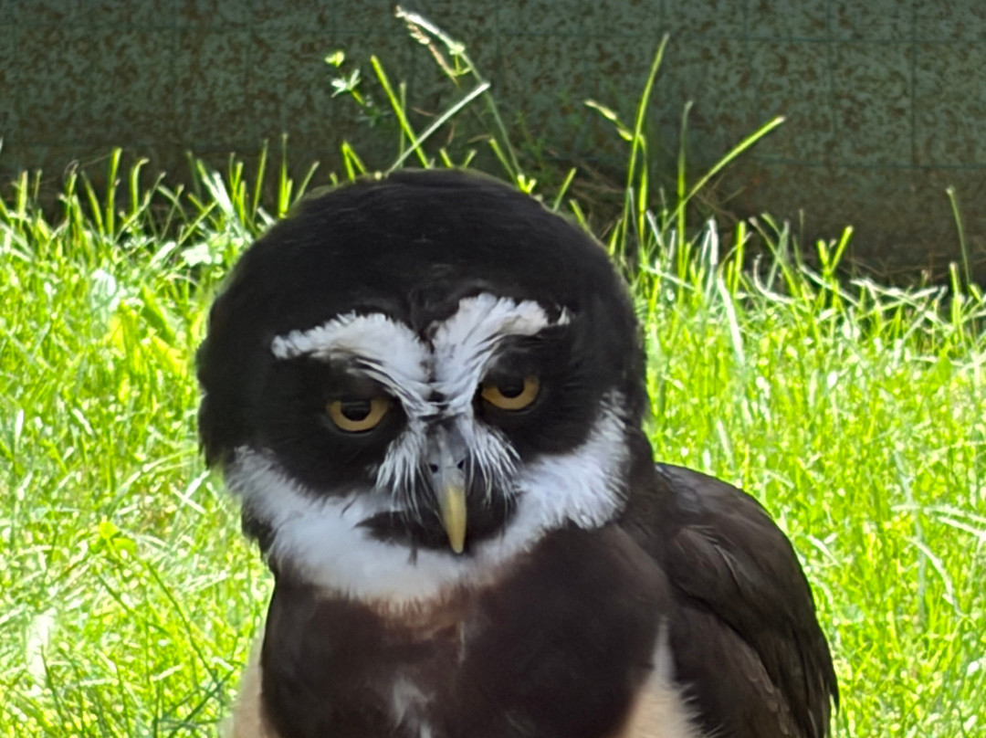 New England Falconry-伍德斯托克必去景点
