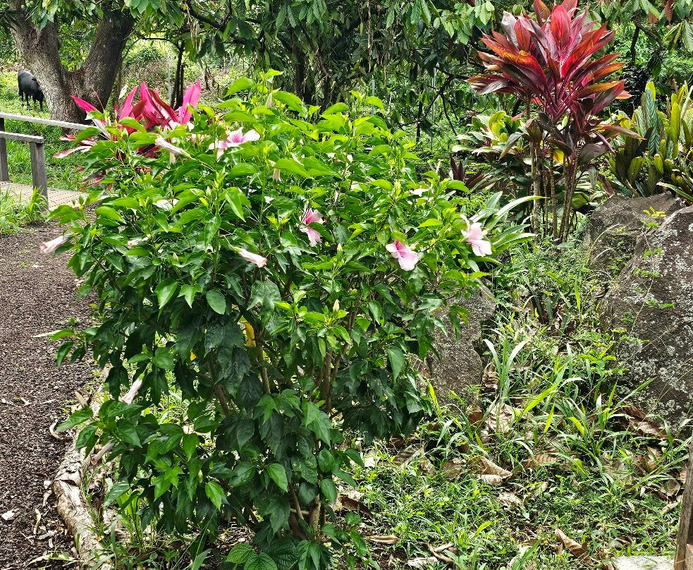Laura's Herb & Spice Garden-St. George's必去景点