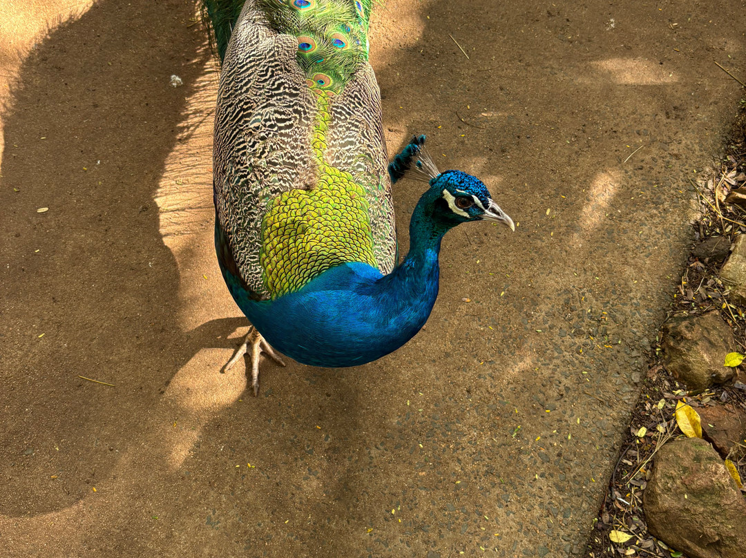 Cooberrie Park Wildlife Sanctuary-Yeppoon必去景点