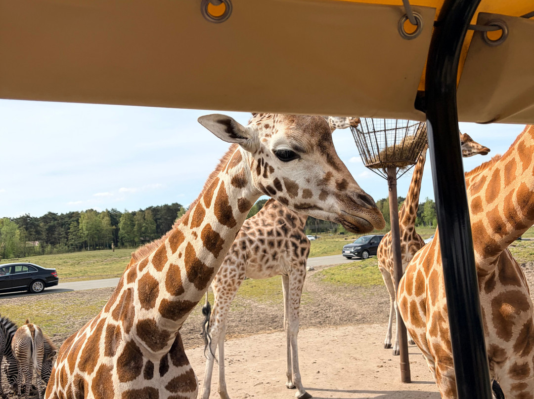 Beekse Bergen Safari Park-希尔法伦贝克必去景点