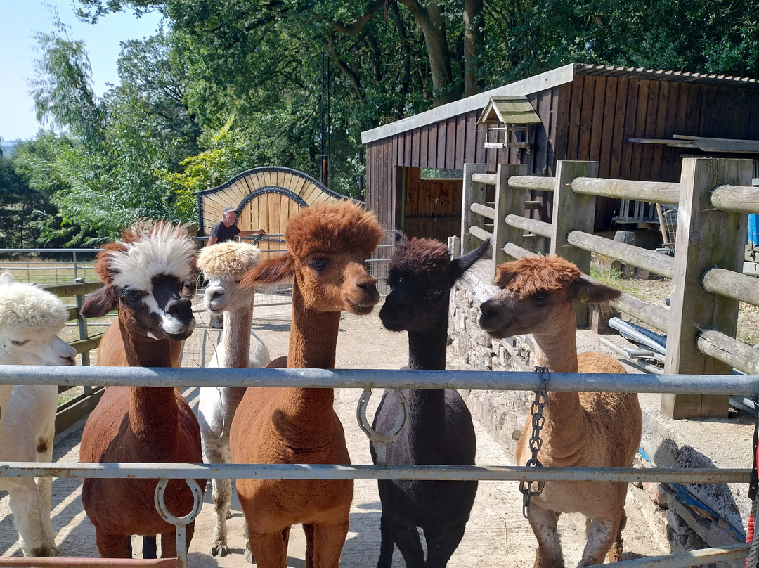Lindway Springs Alpacas-Alfreton必去景点