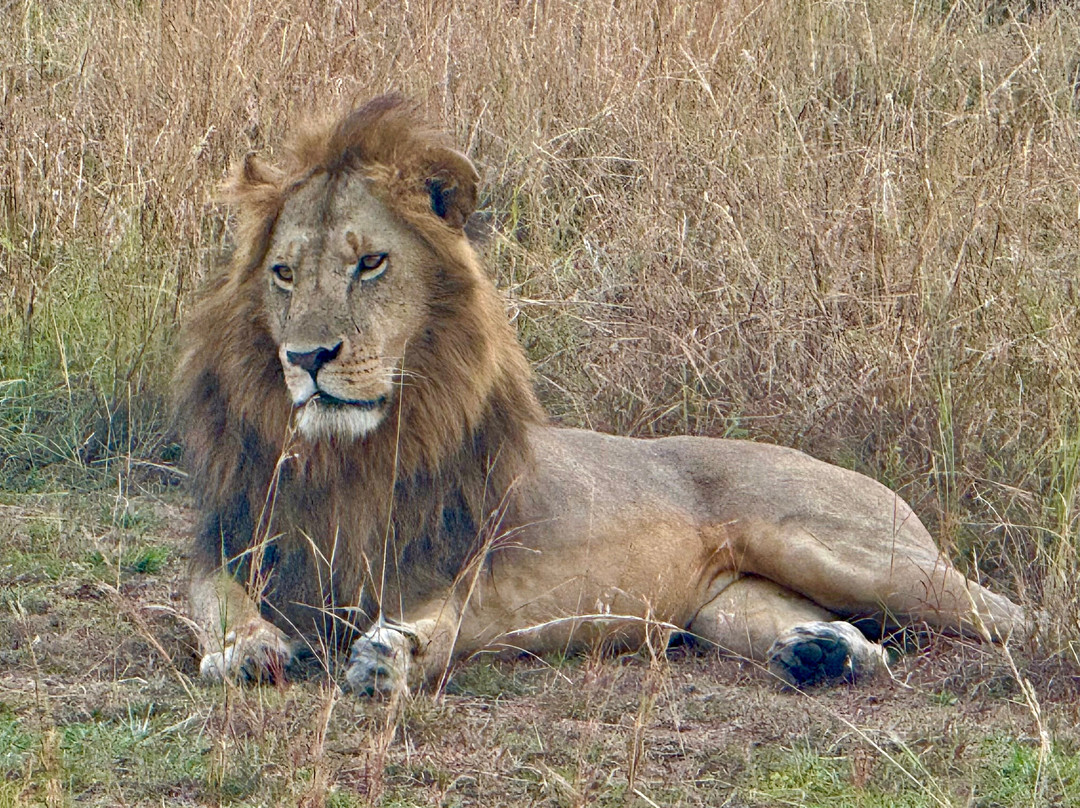 East Africa Adventure Tours and Safaris-马赛马拉国家野生动物保护区必去景点