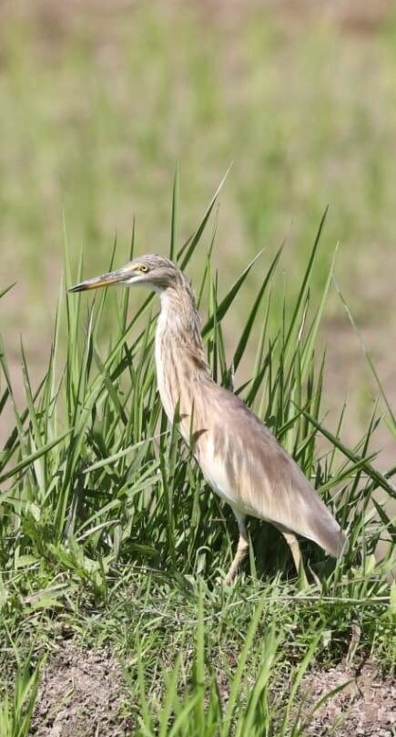 Bali Bird Walks-乌布必去景点
