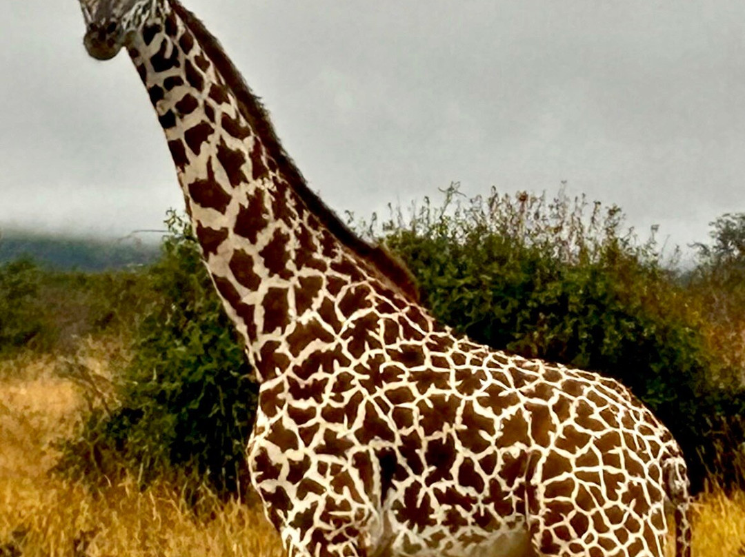 Watamu Diego Safari Day Tours-瓦塔木必去景点