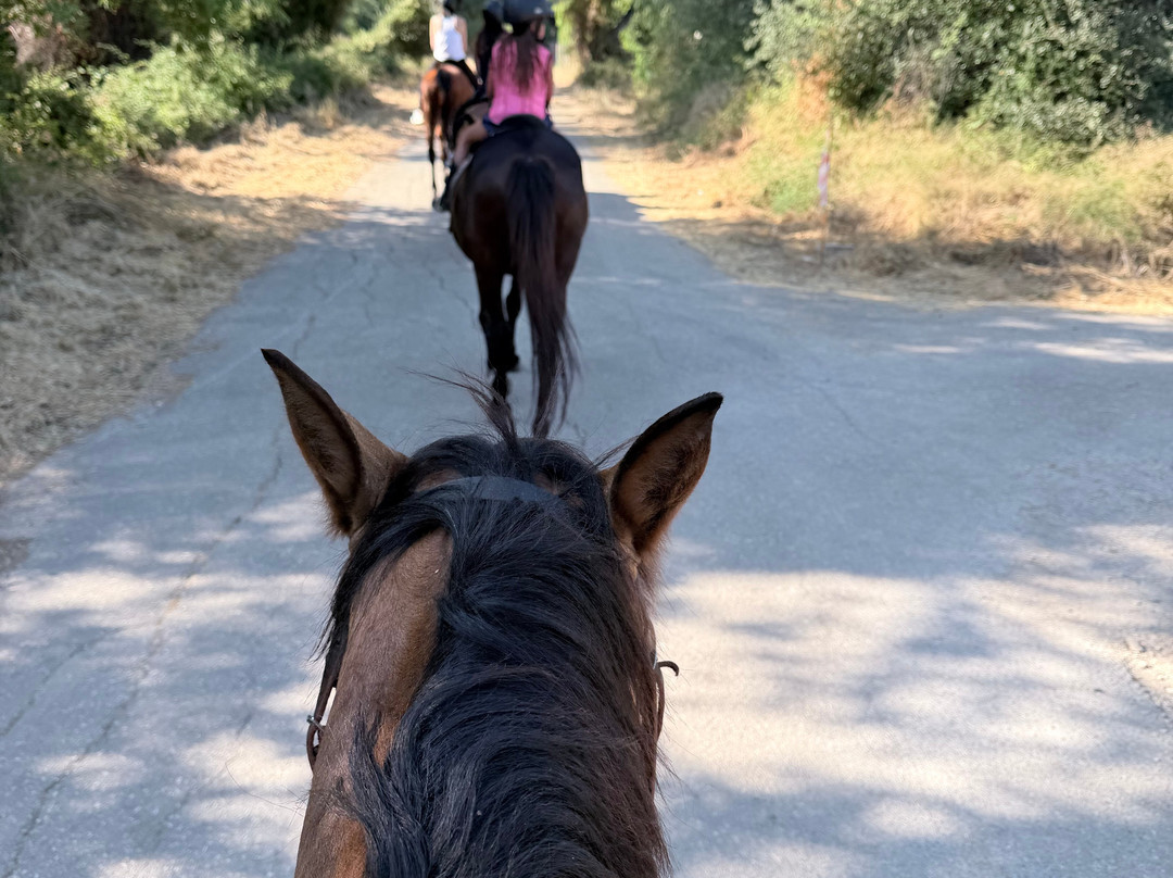 Kefalonia's Horse Riding Stable-萨米必去景点