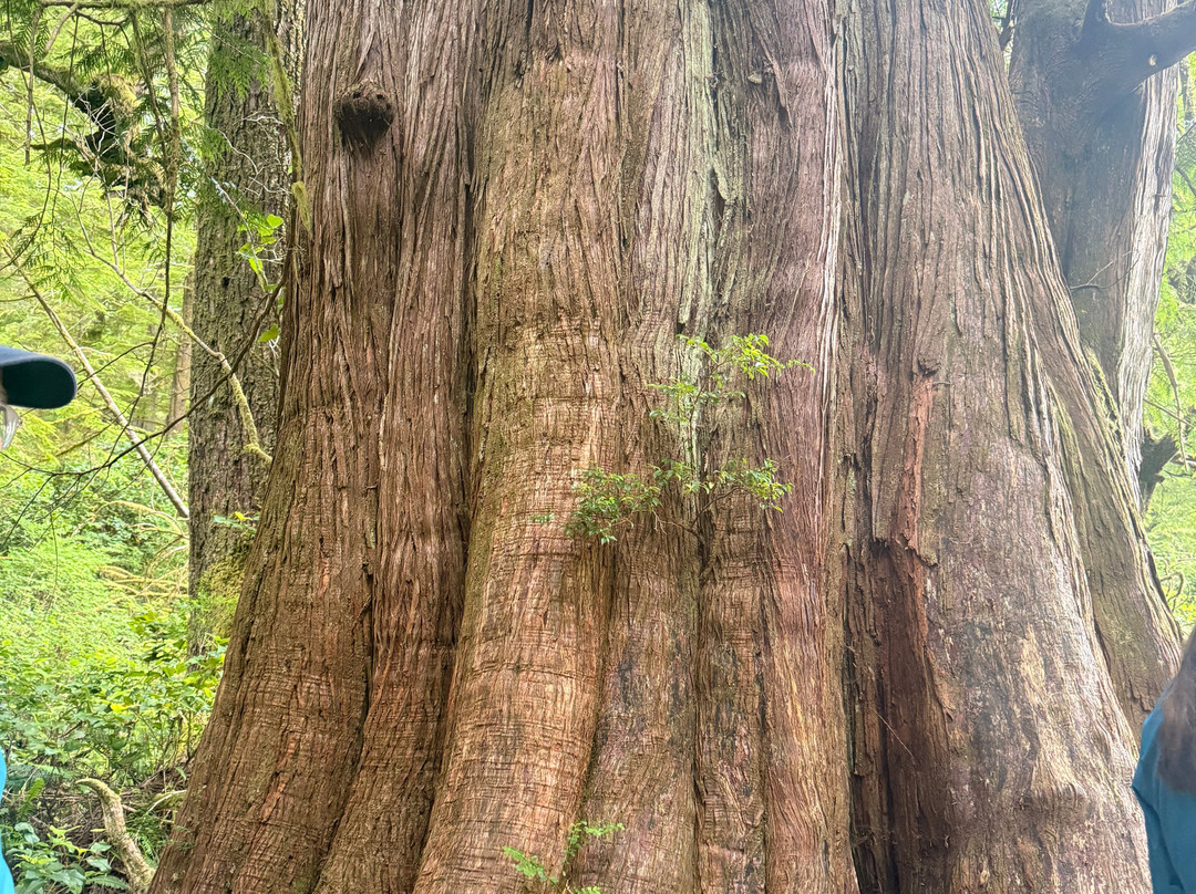 Tofino Sea Kayaking Day Tours-托菲诺必去景点