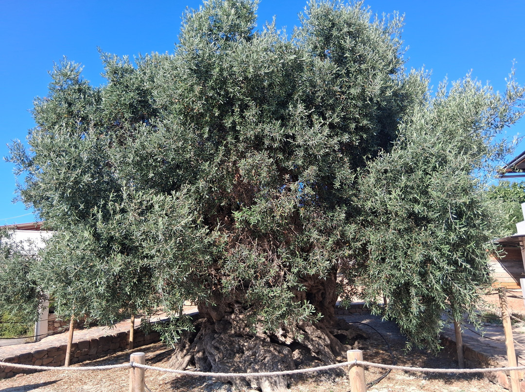 Olive Tree Museum of Vouves-Vouves必去景点