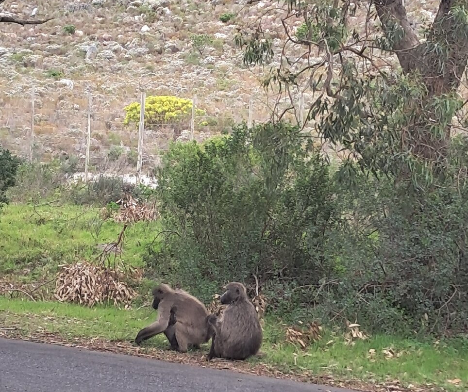 Escape to the Cape Sightseeing Tours-Rondebosch必去景点