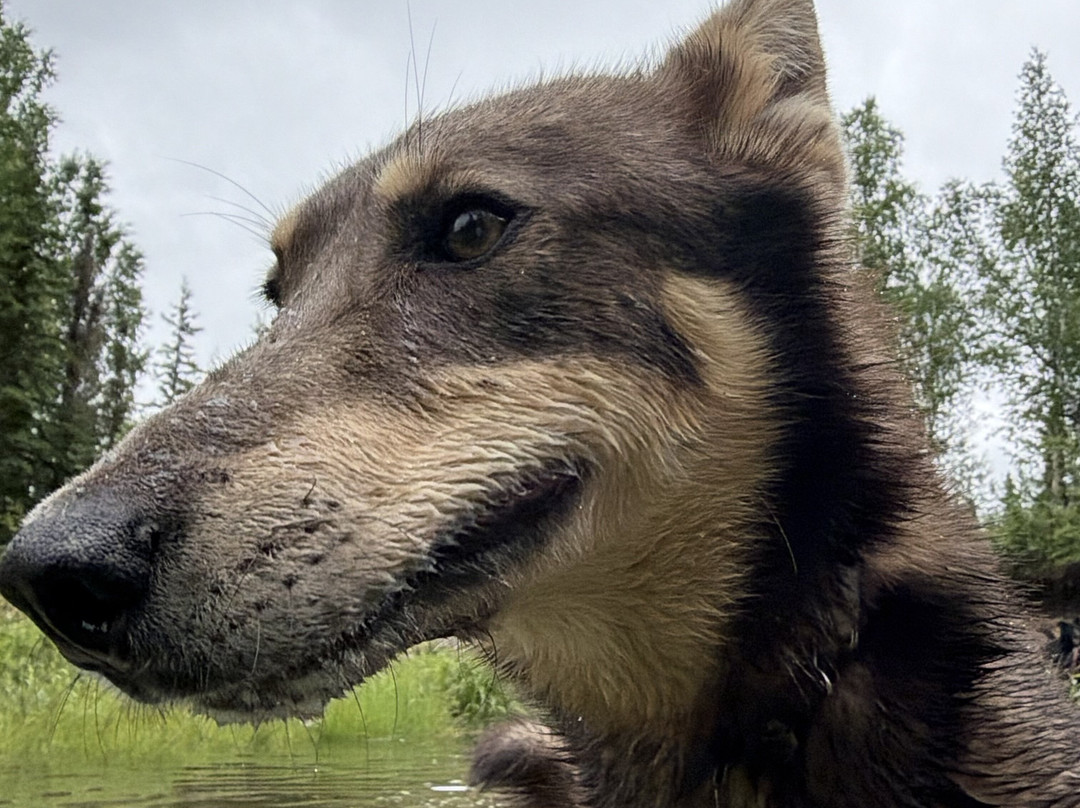 The Alaska Dogstead Mushing Company-Big Lake必去景点