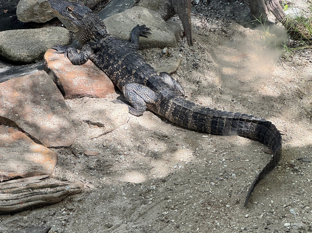 St. Augustine Alligator Farm Zoological Park-圣奥古斯丁必去景点