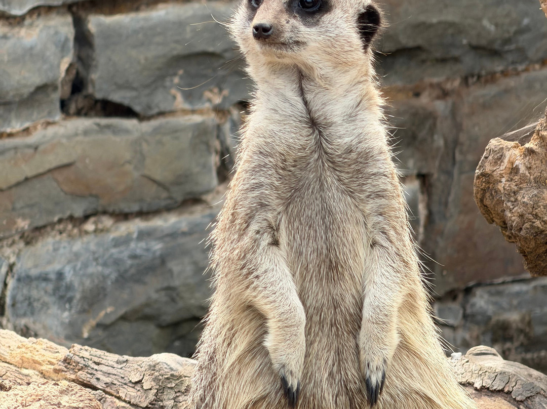 Welsh Mountain Zoo-科尔温湾必去景点