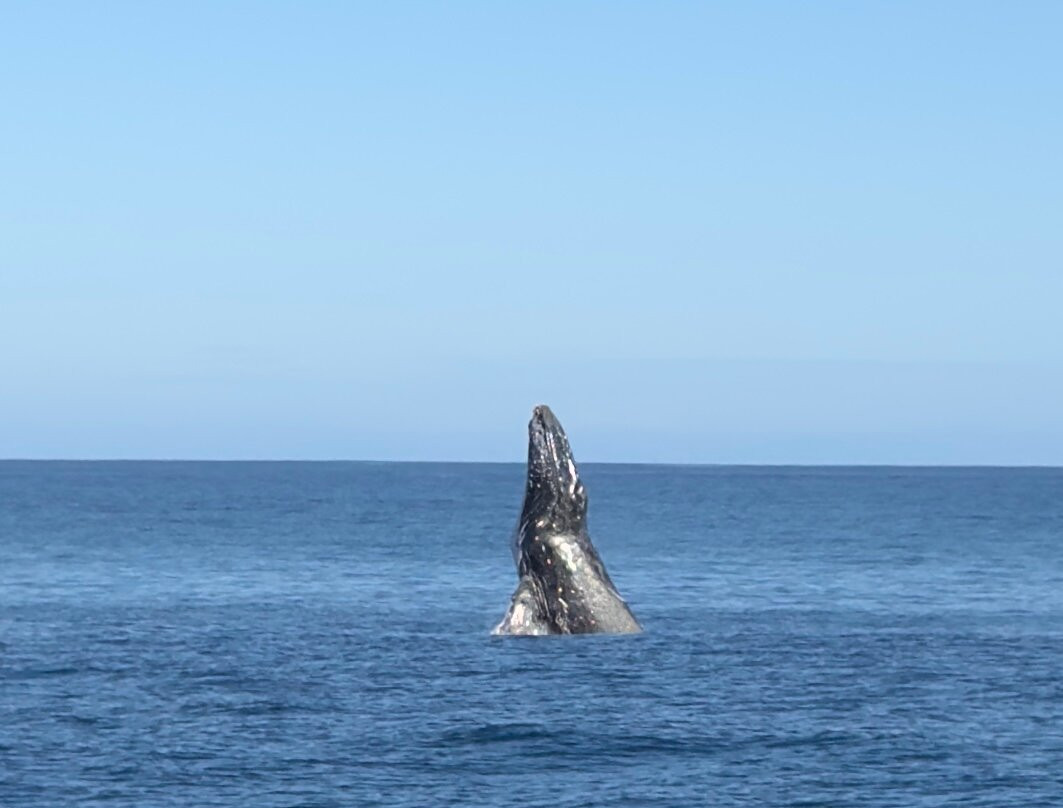 Ningaloo Whaleshark Swim-埃克斯茅斯必去景点