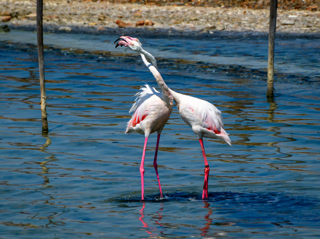 Parco Naturale Molentargius-Saline-卡利亚里省必去景点