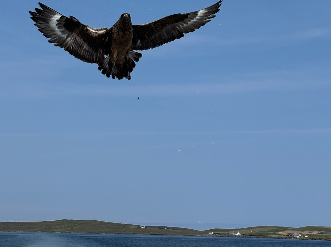 Seabirds and Seals - The Original Noss Boat Tours-Lerwick必去景点