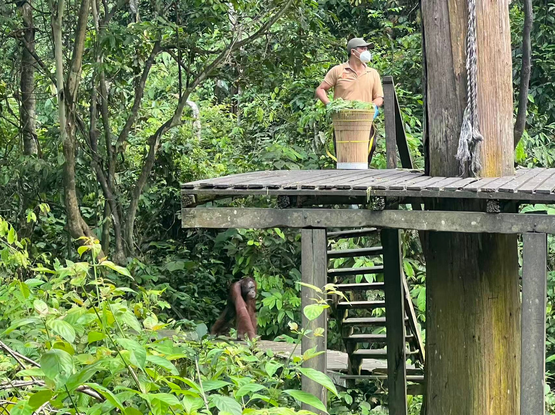 Sepilok Orangutan Rehabilitation Centre-山打根必去景点