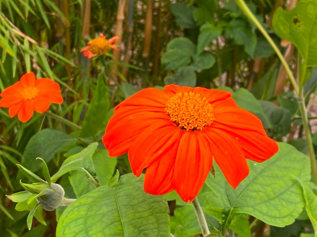 Terra Nova Garden-利默里克必去景点
