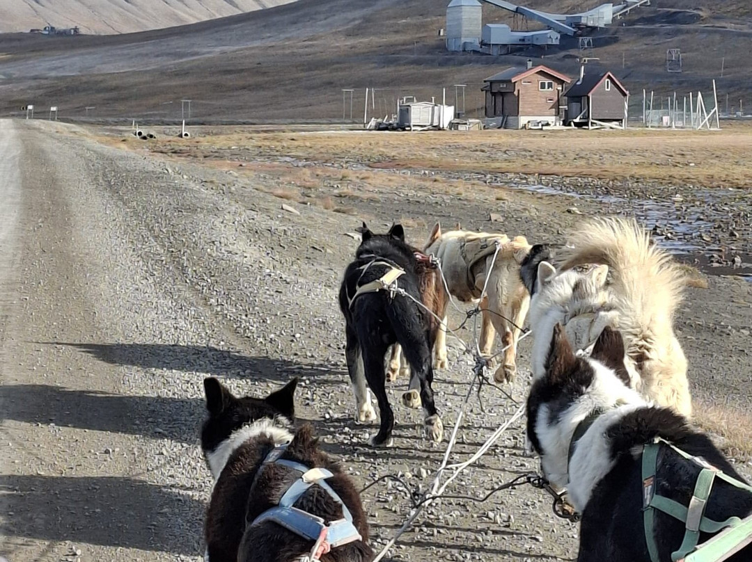 Green Dog Svalbard-朗伊尔城必去景点