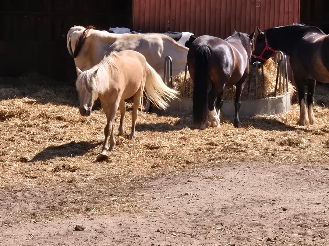 Hillside Shire Horse Sanctuary-West Runton必去景点