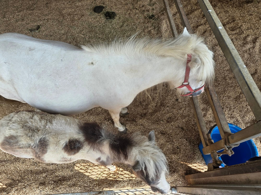 Li'l Country Store and Miniature Horse Farm-Ronks必去景点