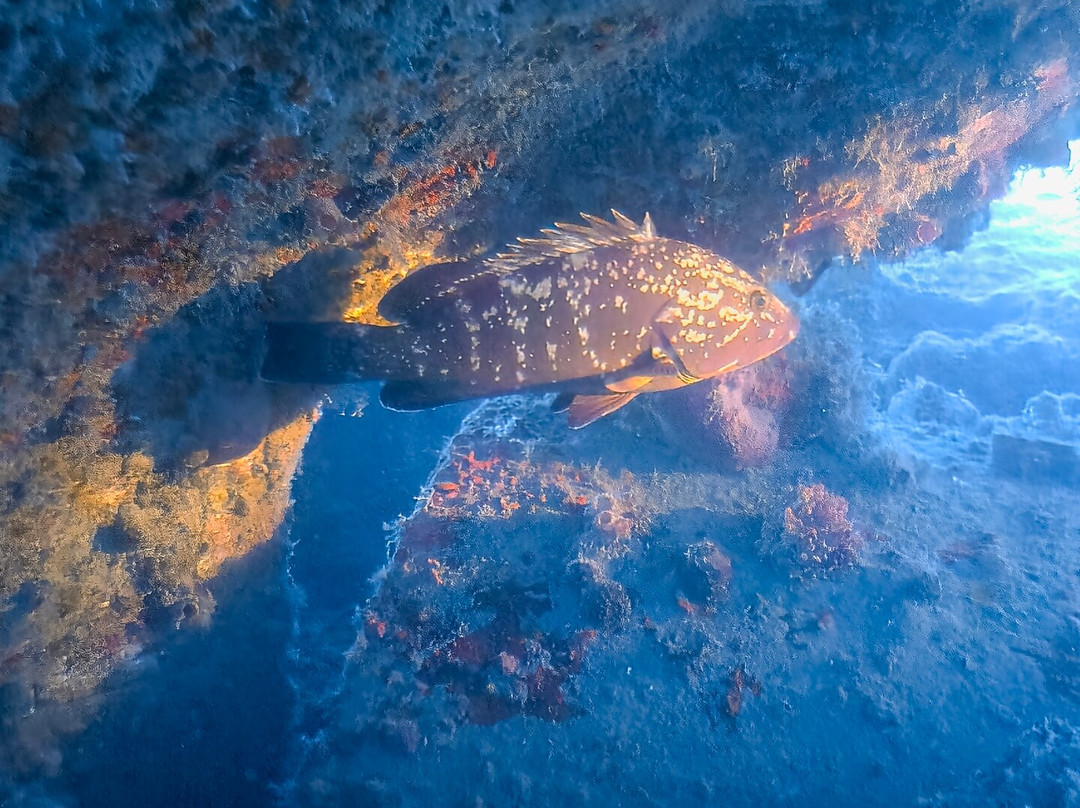 Pro Dive (Ex Blue Thunder Diving)-利马索尔必去景点