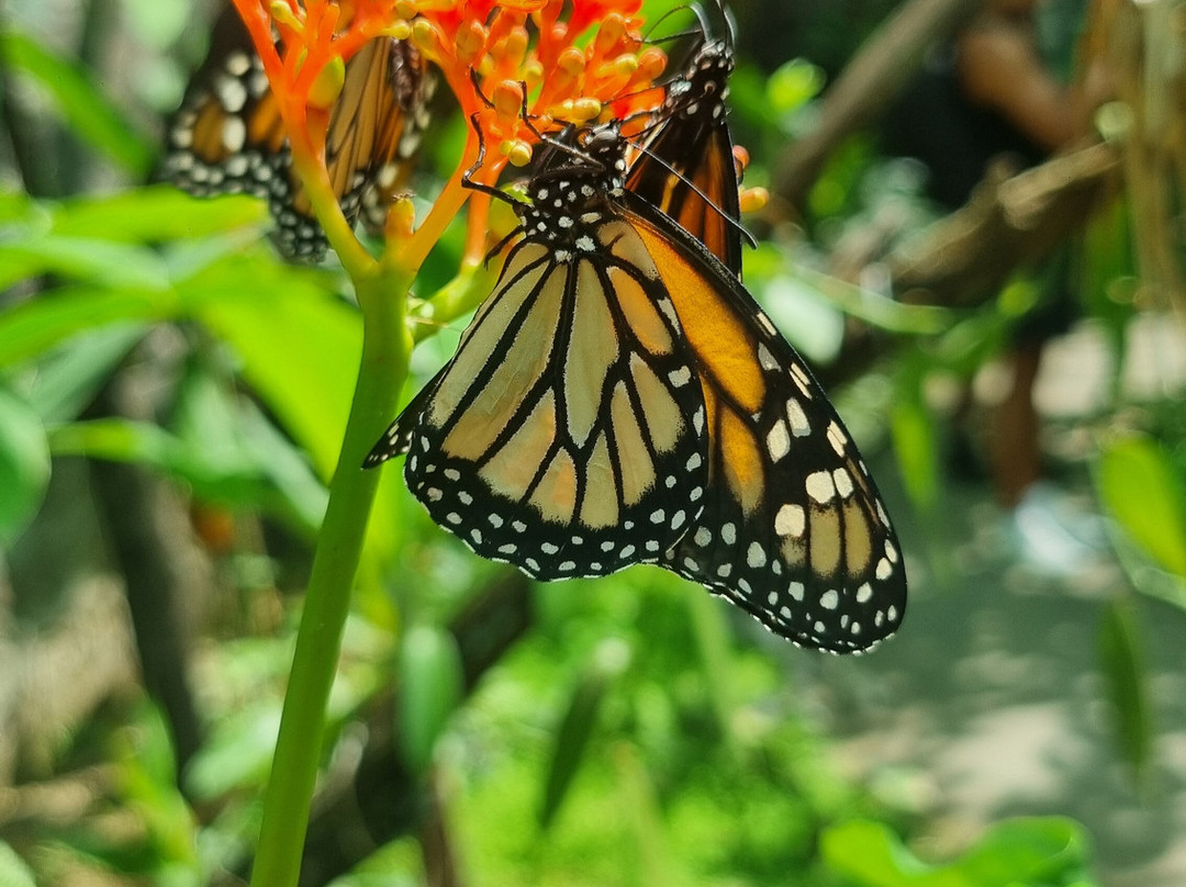 Zoo de Martinique-Le Carbet必去景点