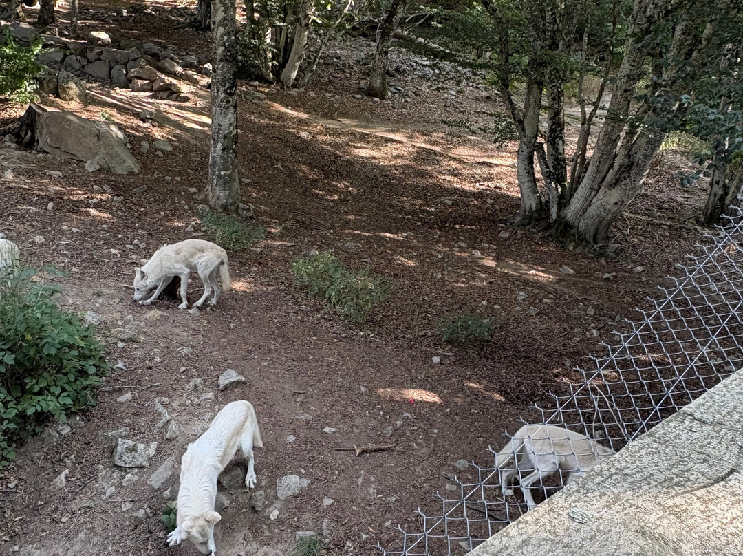Les Loups du Gevaudan-Saint-Leger-de-Peyre必去景点