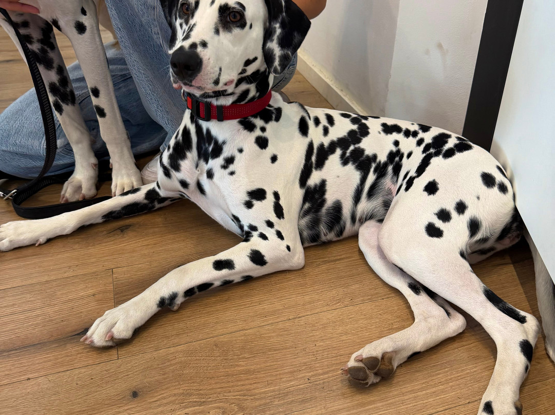 Home Of The Dalmatian Dog-希贝尼克必去景点
