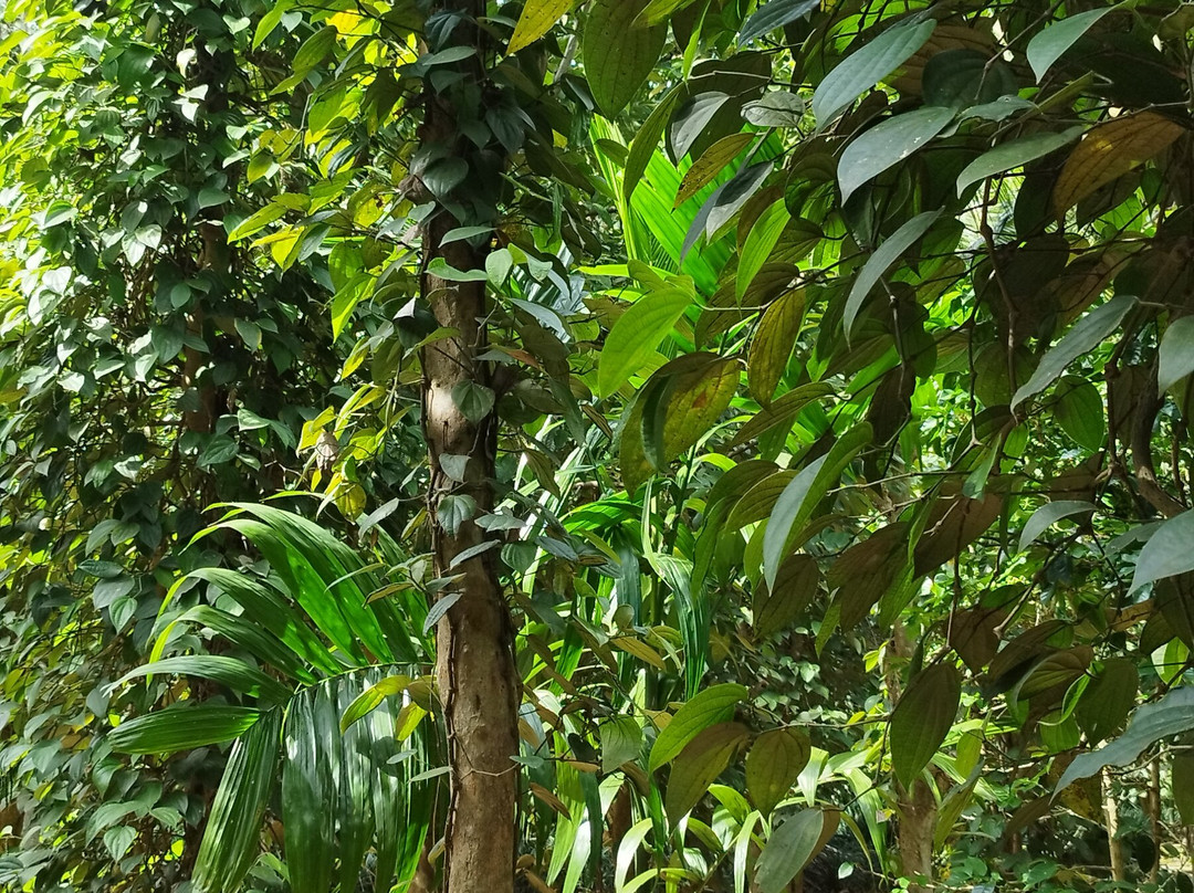 Kandy Spice Walk-康提必去景点