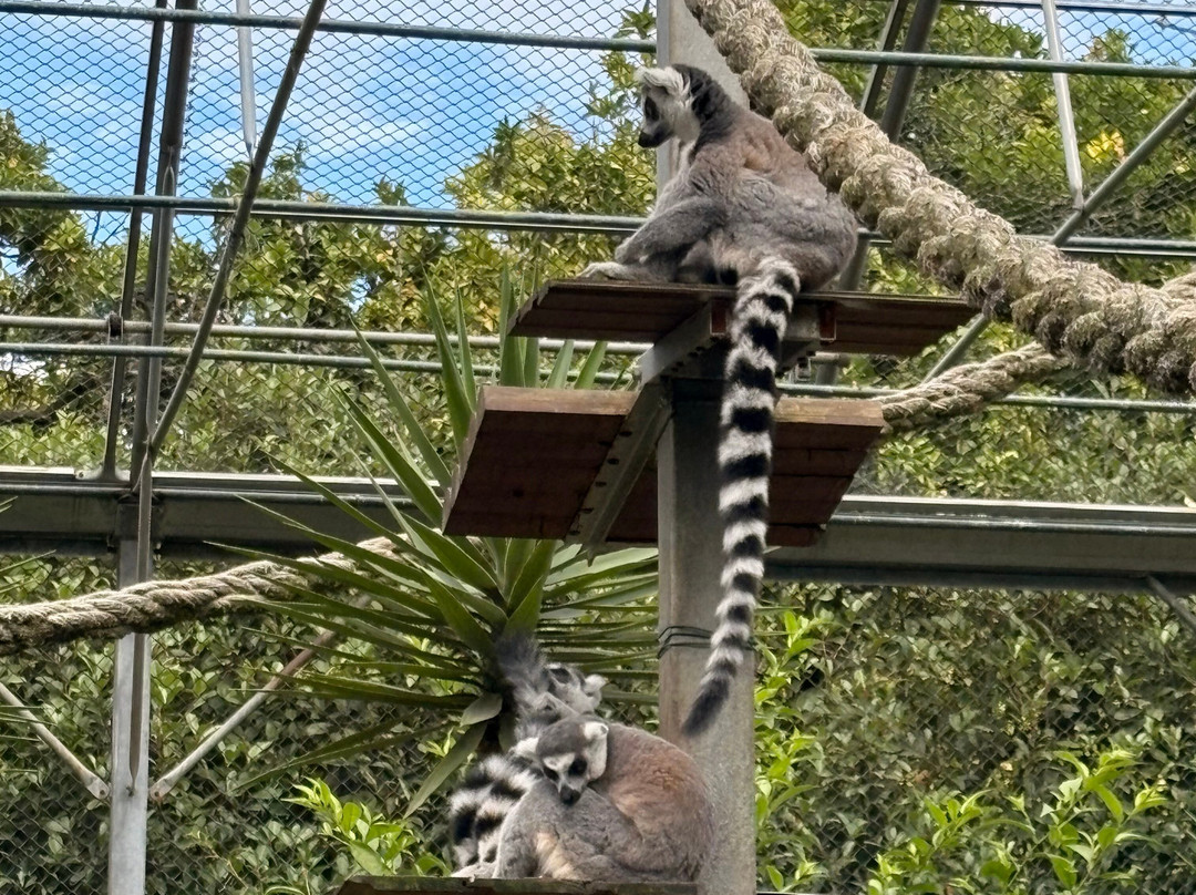 Zoo Santo Inácio-加亚新城必去景点