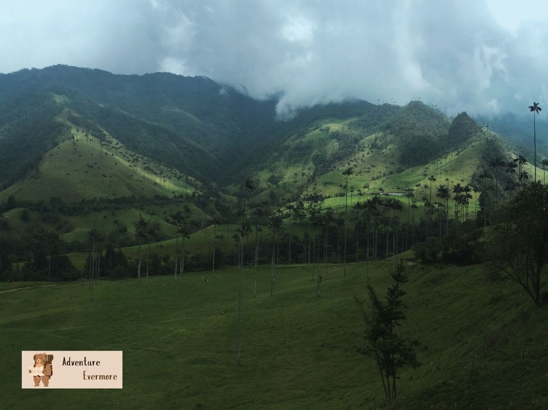 Valle De Cocora-萨伦托必去景点