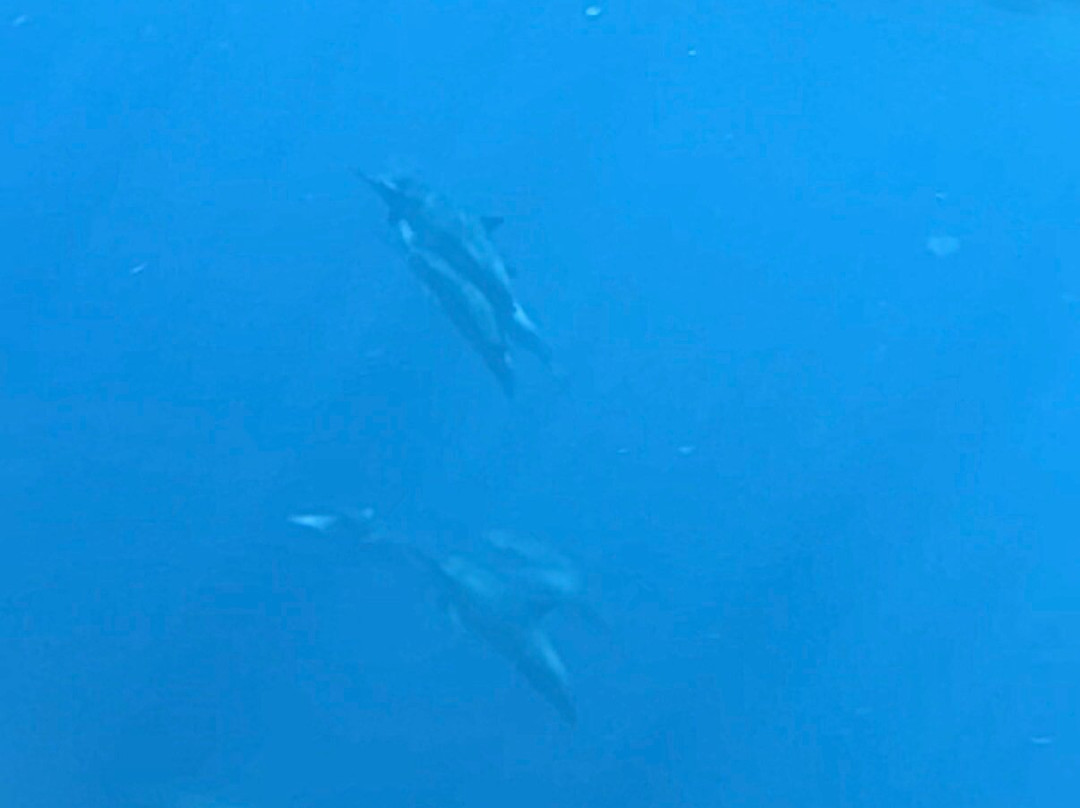 dolphin Lovina tours-罗威那海滩必去景点