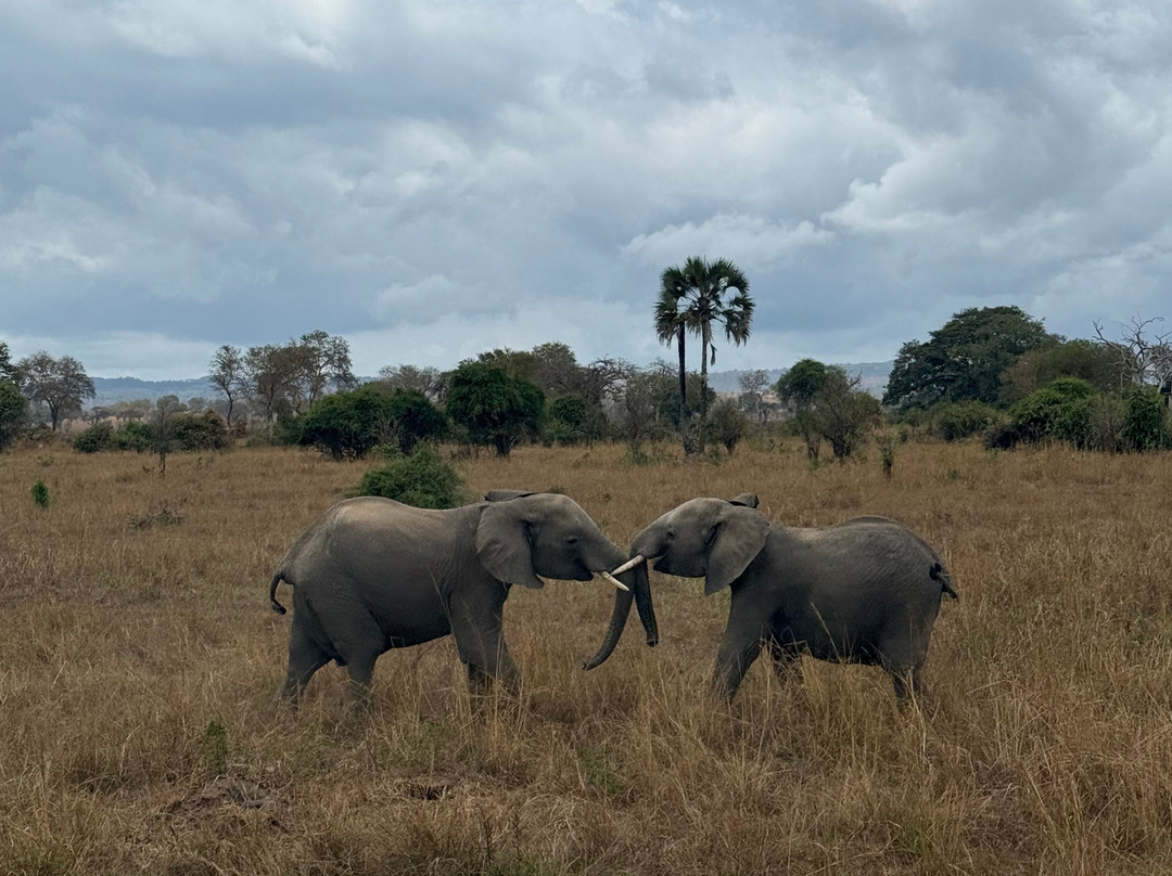 NICE ADVENTURE SAFARI-Dar es Salaam必去景点