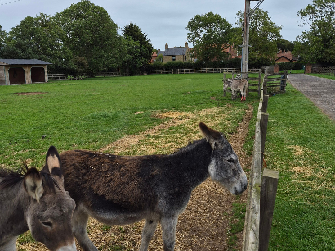 Radcliffe Donkey Sanctuary-Huttoft必去景点