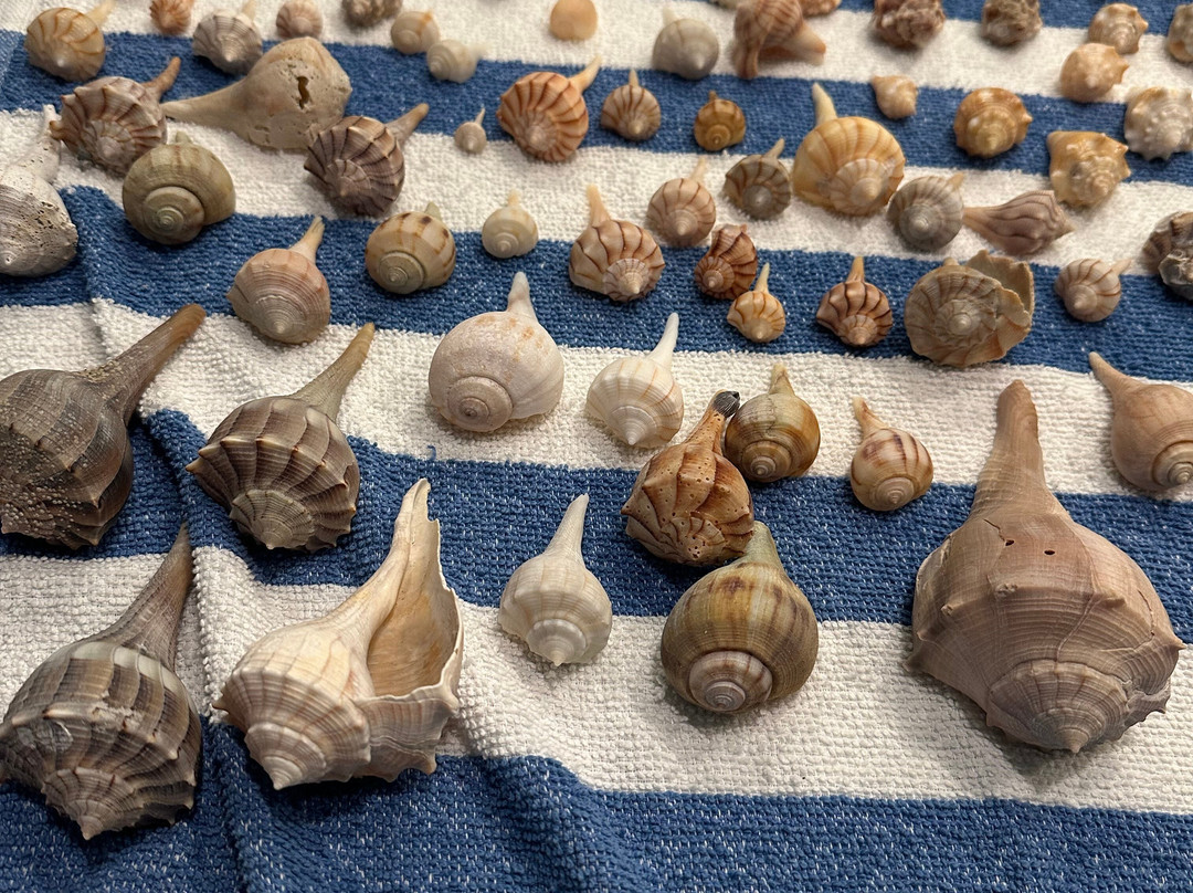 Treasure Seekers Shell Tours-Goodland必去景点