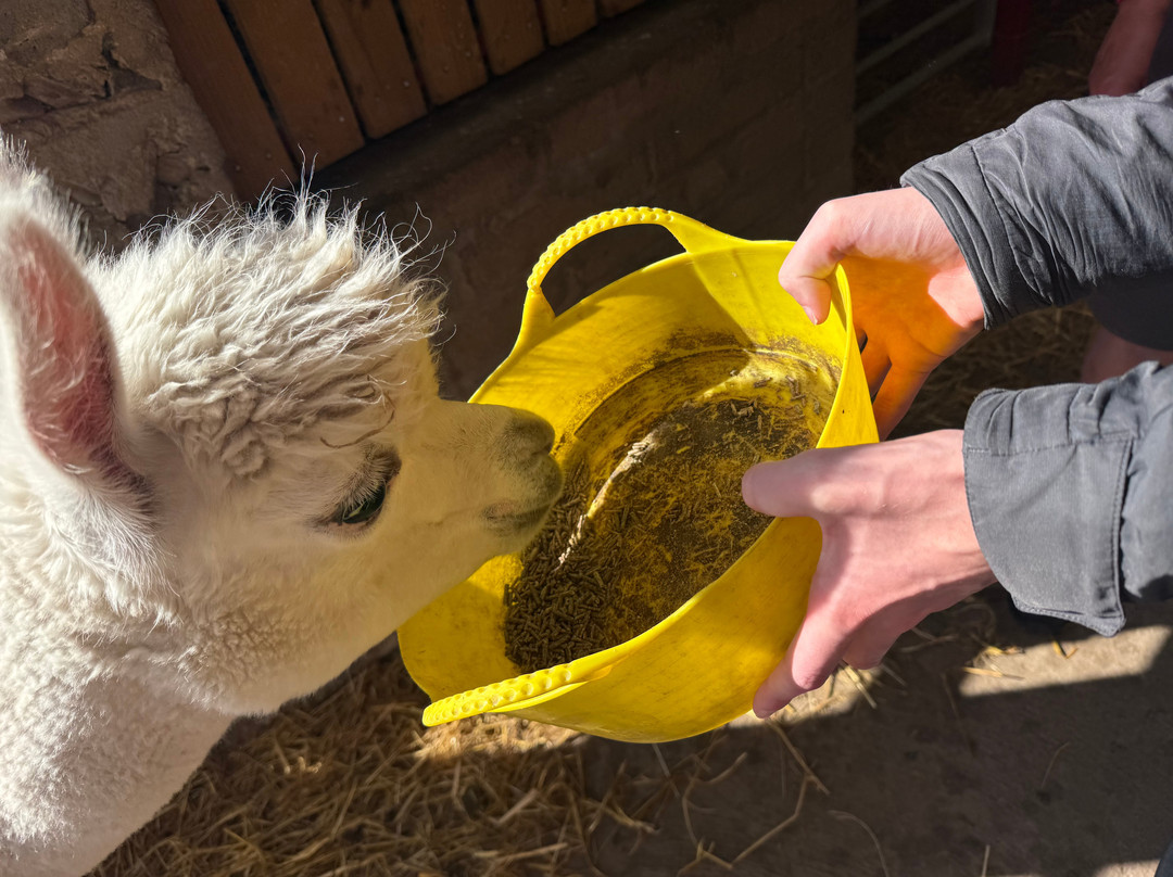 Alpaca Days Out-埃尔金必去景点
