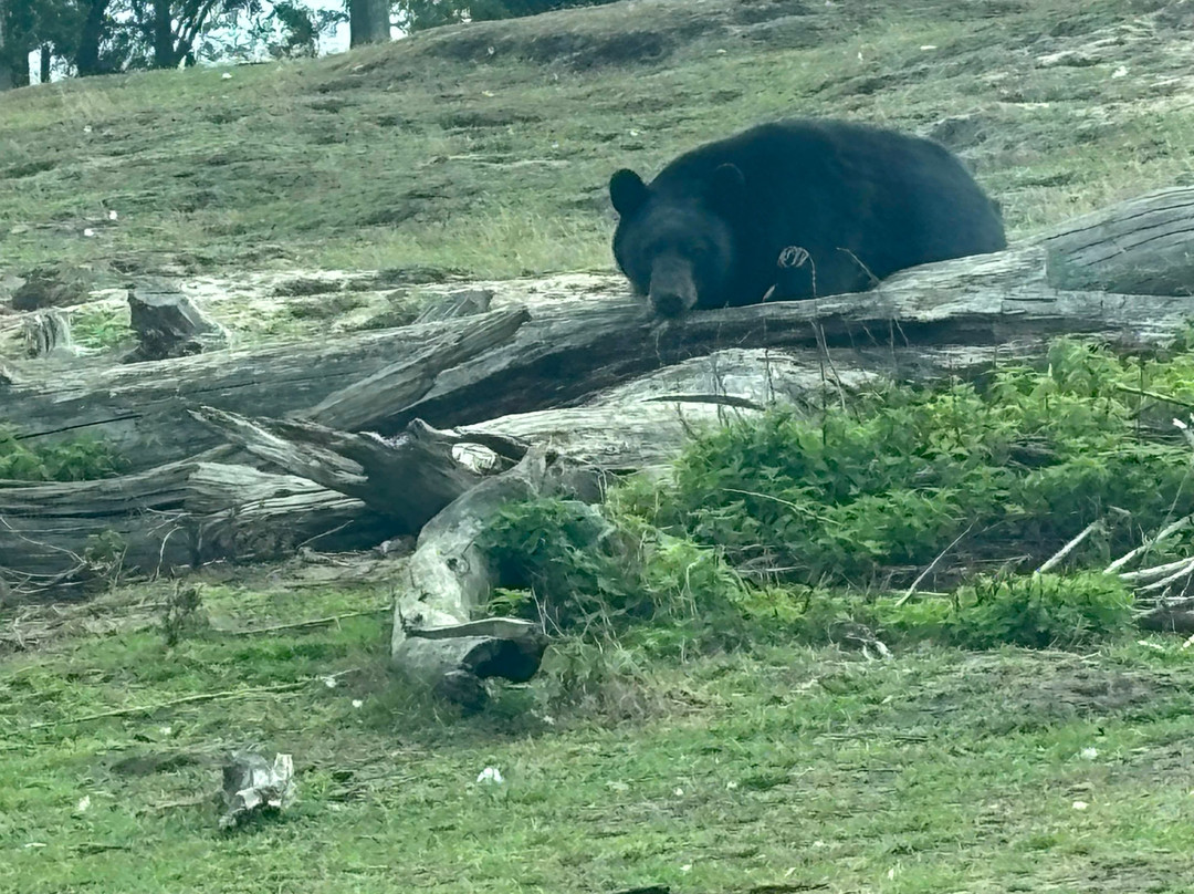 Woburn Safari Park-Woburn必去景点