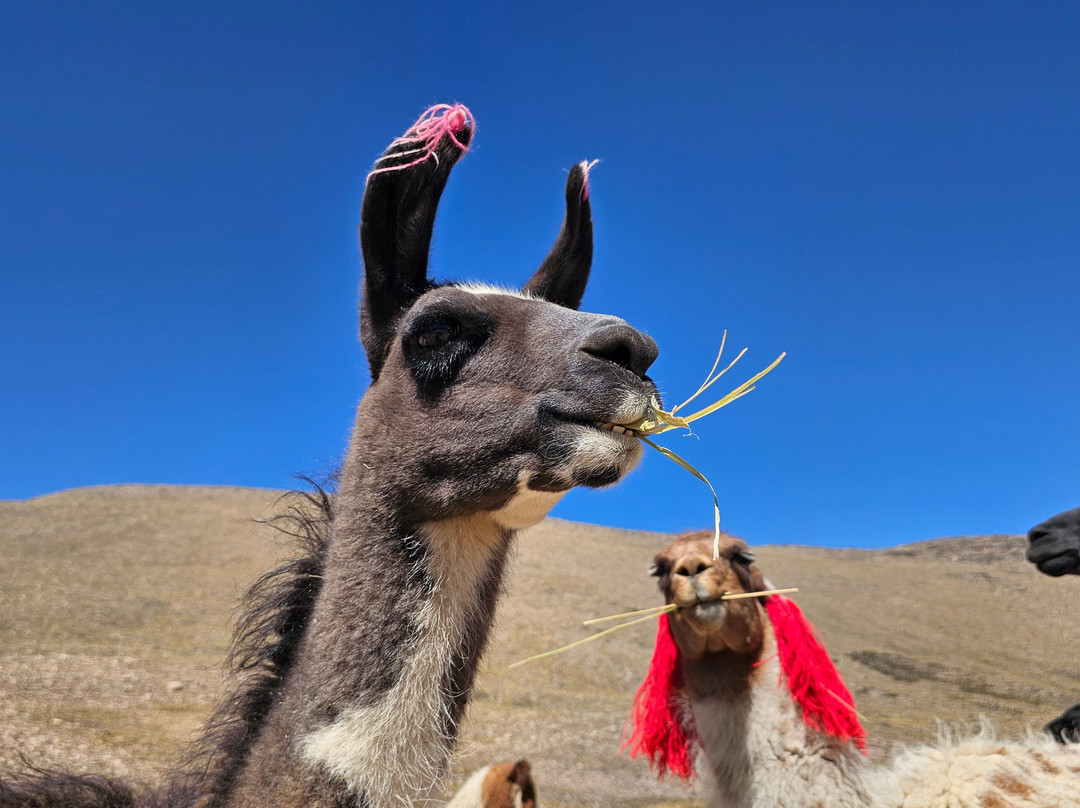 Auri Peru Travel-库斯科必去景点