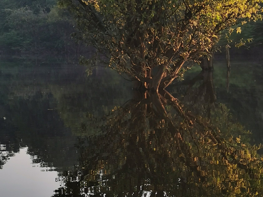 Amazon Green Tours-玛瑙斯必去景点