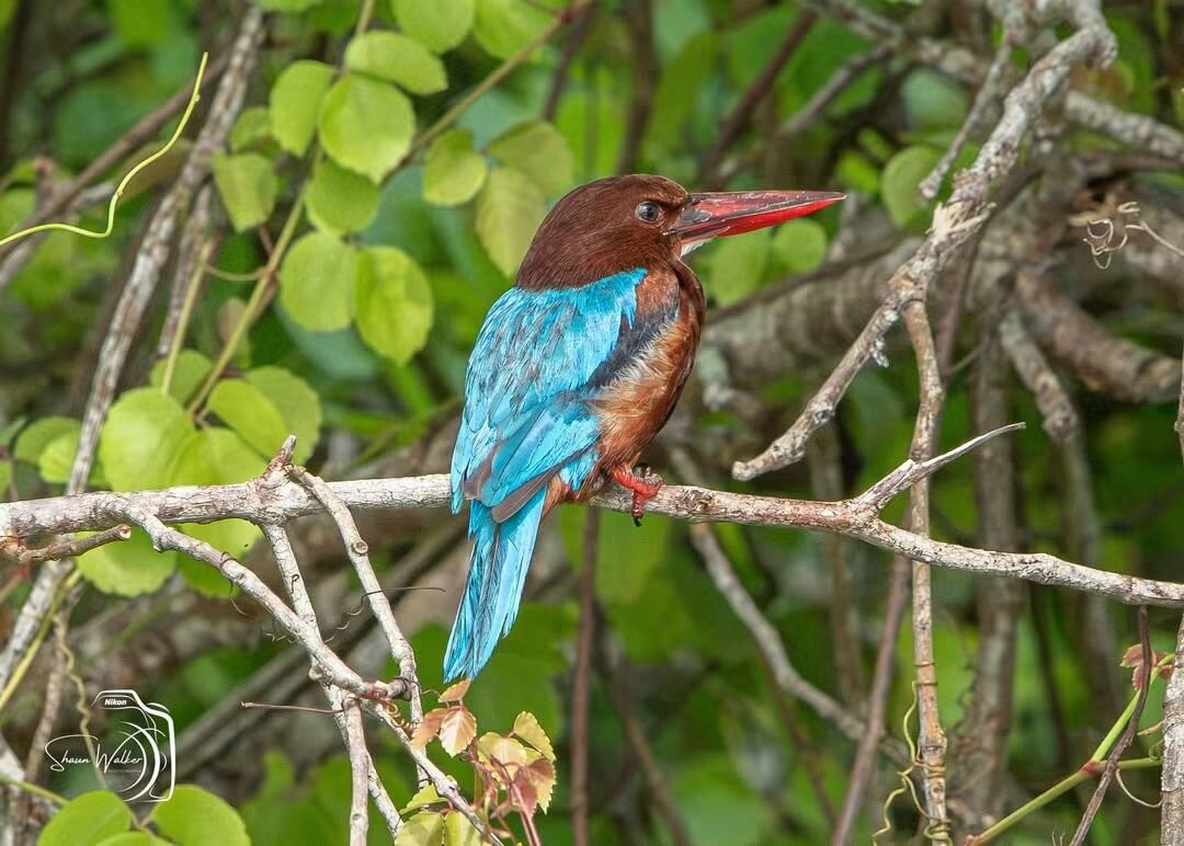 Kalametiya Bird Watching & Ecotourism-Kalametiya必去景点